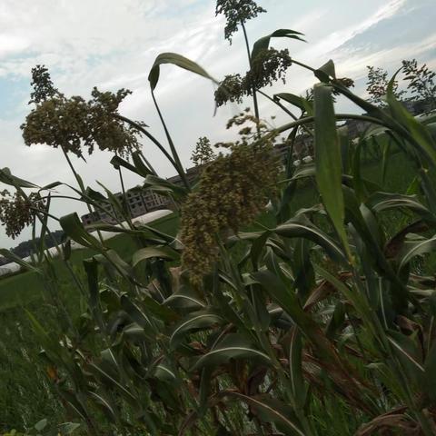 夏意蝉鸣