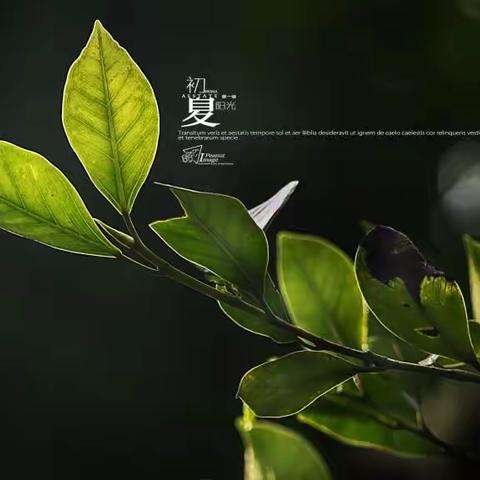 龙家小学第十一周工作小结