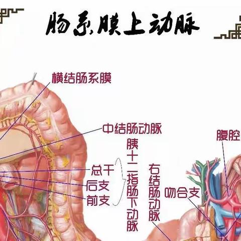 肠系膜上、下动脉解剖