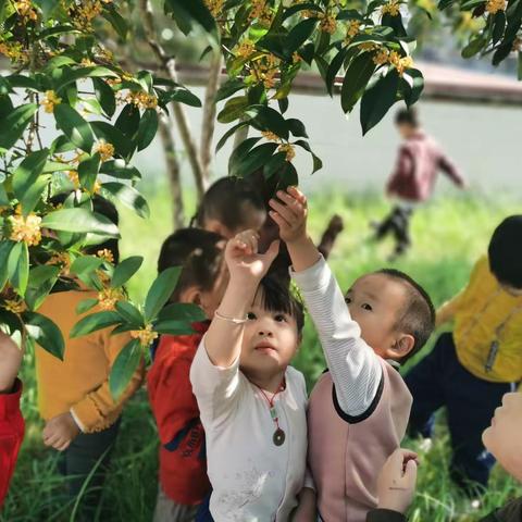 桂花飘香，崇幼秋趣