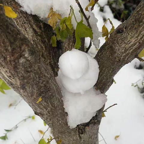 冬雪纷纷，遇见美好。