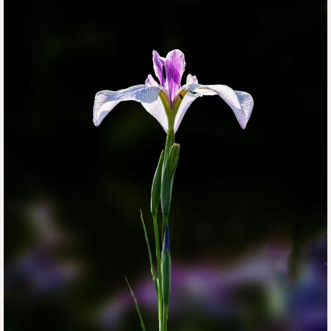 玉英玲珑  各领风骚