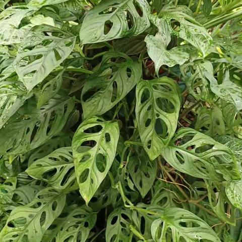 植物的秘密