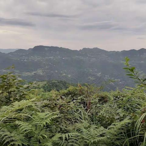 夏日寻蜜源，今日喜增产—石门大山蜜蜂养殖场采蜜记