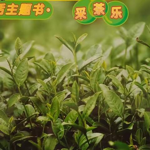 新世纪理想城幼儿园大二班下期第三学月主题《采茶乐》活动总结