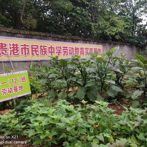 劳动拂清风---贵港市民族中学劳动教育实践基地生机盎然