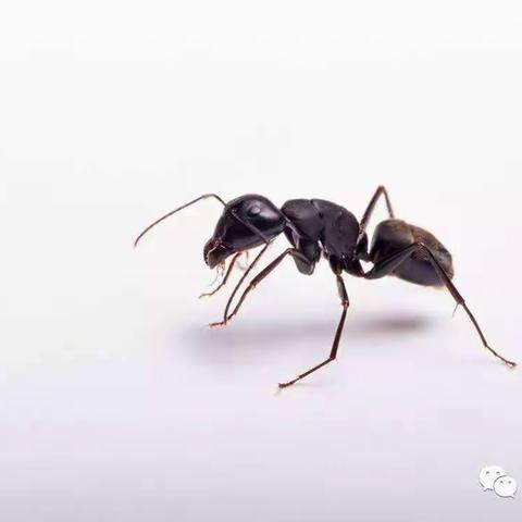“轩轩的暑假”日记二则