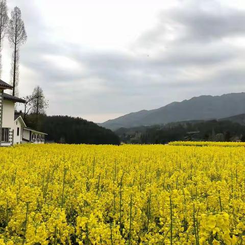 雨中漫步红寺湖，春回大地花飘香---2019大巴山睿普党建（三）