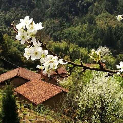 达乾一一藏在深山里的梨花村