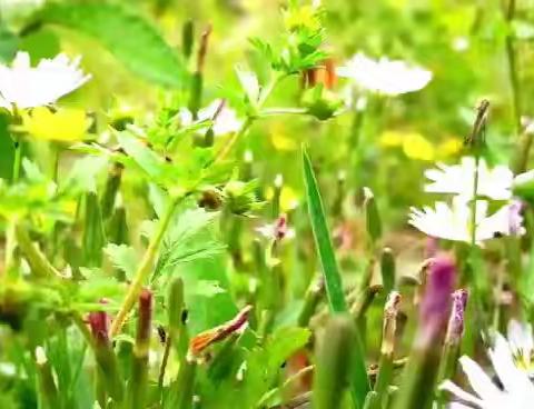 城南小学2023年秋季新一年级开始招生啦