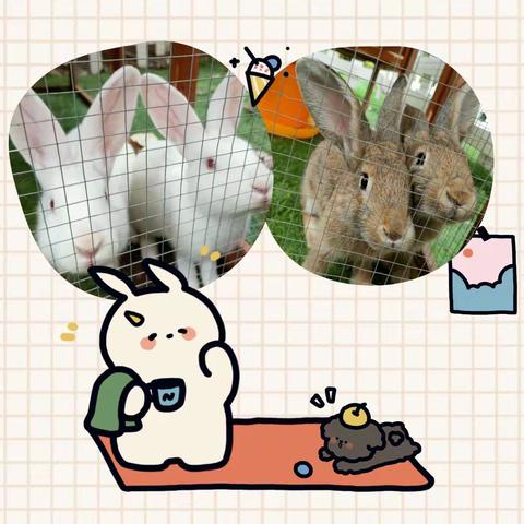 大二班饲养兔子手册🐰