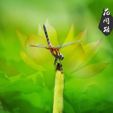 淮阳龙湖荷花节