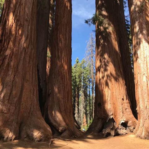 Sequoia & King’s Canyon美洲杉和国王峡谷国家公园