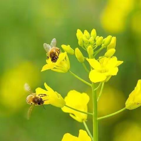 春暖花开季  教研正当时