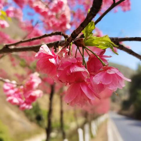 寻一处樱花，慰“橘红”情长