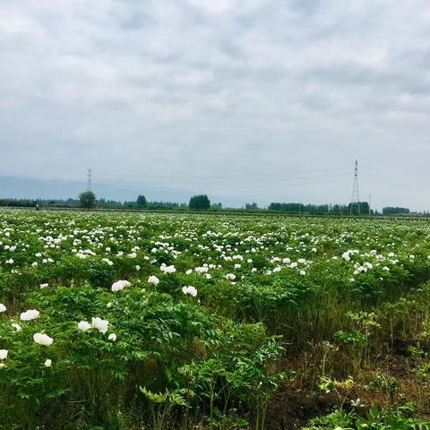 赏百亩牡丹，畅游诗经文化