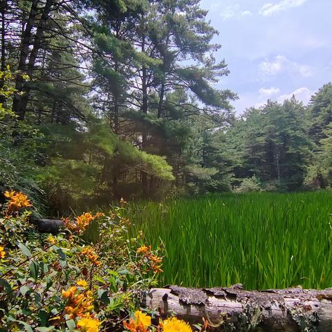 二郎山林海之行