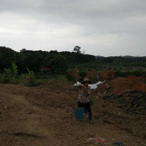 树不能言，唯石能语——游高州根子镇贡园有感