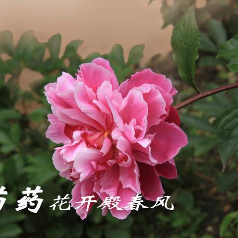 五月风光美 芍药花醉人