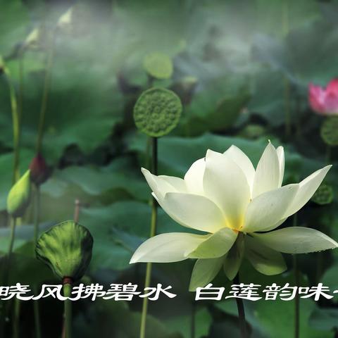 晓风拂碧水 白莲韵味长