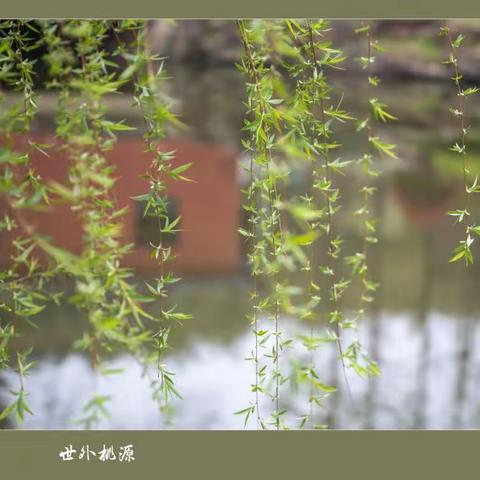 阳春三月 我们采风去