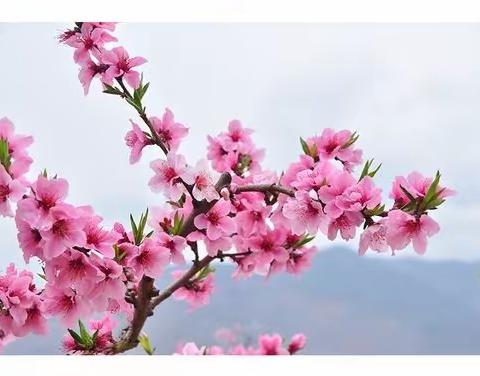 春暖花开日，正是读书时—川垣小学第七周值周总结