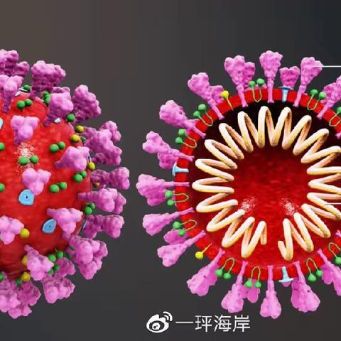 白细胞是身体战胜疫情的重要武器