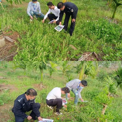 东山镇建丰村委会开展第一季度非法种植制毒原植物踏查铲除专项行动