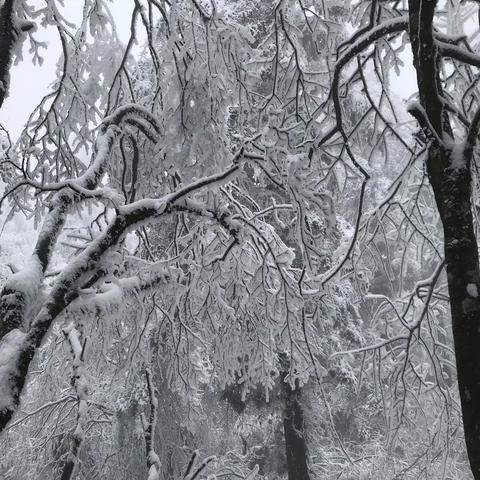 落雪峨眉，宛若仙境！