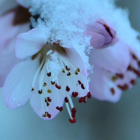 春雪.桃花