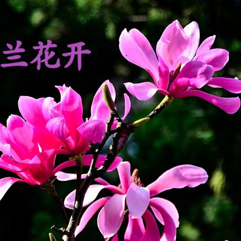 春季鲜花盛开•京城玉兰花开