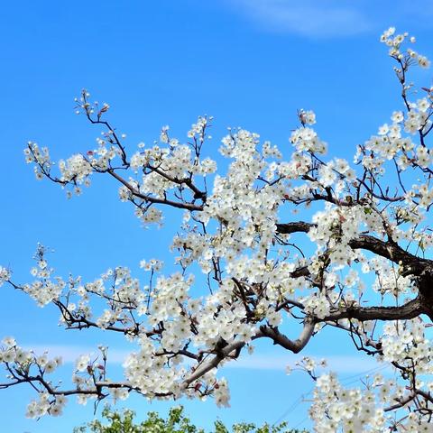 北京房山 琉璃河梨花节