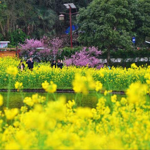 又是油菜花开时