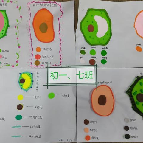 【智耀实初】赏模型之美 见细胞之微——济宁市实验初中生物特色作业制作动植物细胞模型展评