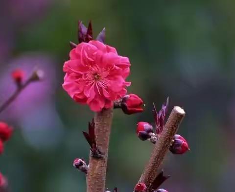 阳春三月，桃花开…