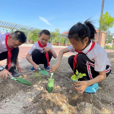 【精致教育】小小农夫养成记——夏理逊小学少先队暑期劳动实践活动