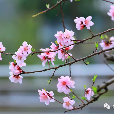 怎样找出你的桃花位并催旺桃花运？