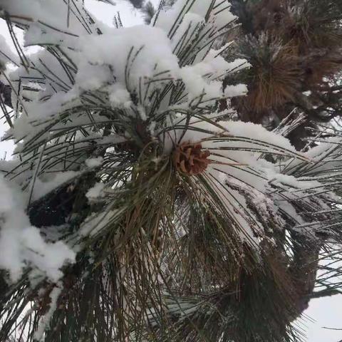 老乐的美编，雪