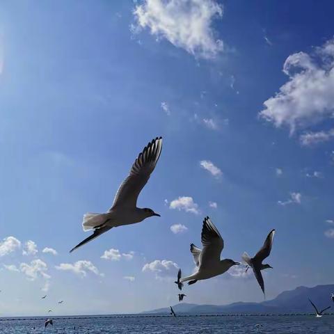 发挥教科研引领作用  深入推动课堂教学改革