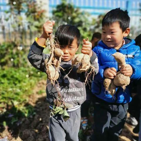 【行为好习惯】爱劳动，庆丰收，懂珍惜