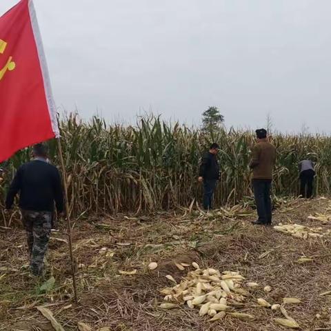党员干部助农秋收，田间地头党旗飘扬