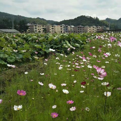 岭下 荷花园