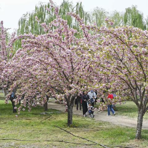 莲花池公园樱花 桃花 紫荆花