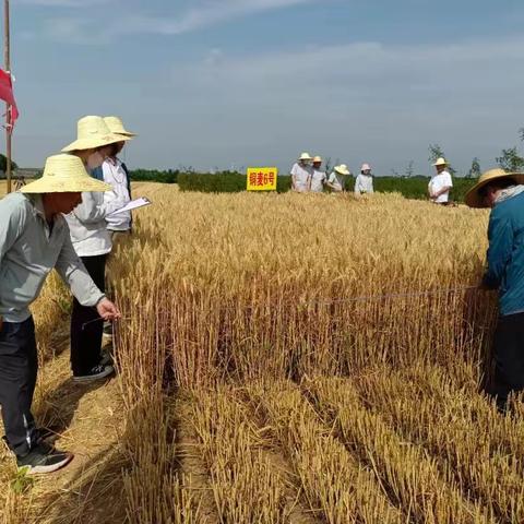 铜川市气象局助力全市夏收工作圆满收官