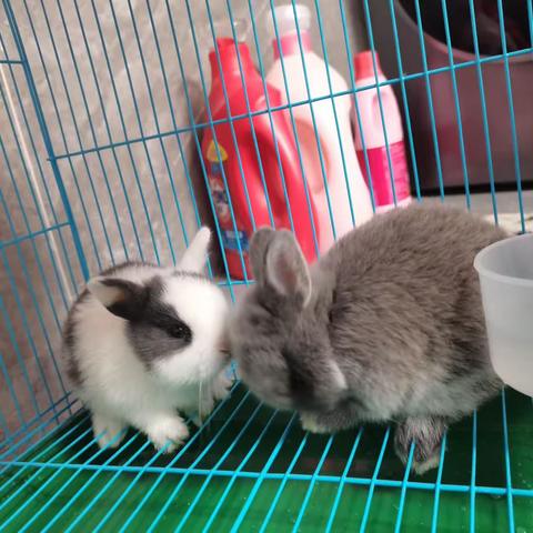 小兔子观察日记-汪子恩