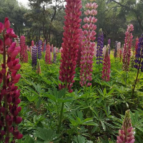 玉渊潭畔鲁冰花  姹紫嫣红映初夏