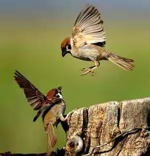 金沟林场开展春季候鸟等野生动物保护专项行动