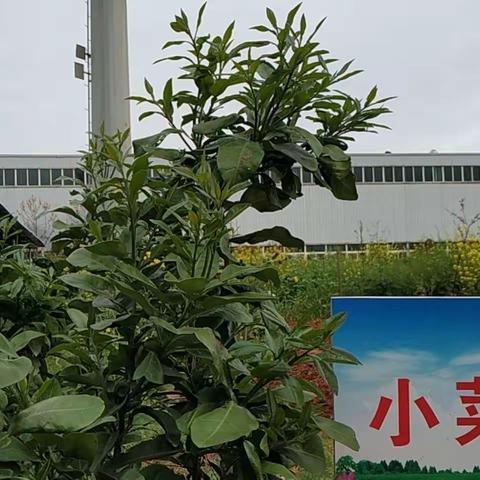 春来花开  万物可待--疫情下的菜园