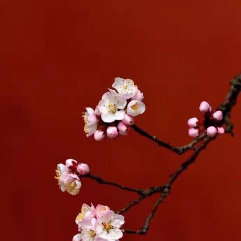 “百花齐放   百家争鸣”——天华小学一年级新进语文教师亮相课精彩绽放