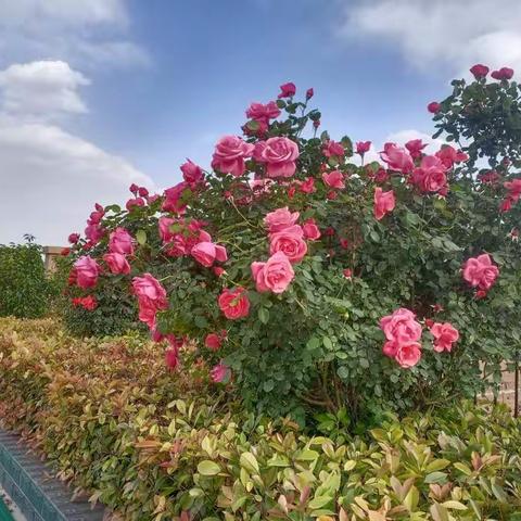 十年砥砺奋进之路 伦掌五幼教育宣传月活动